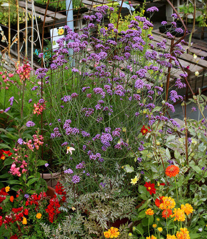 Verbena bonariensis Annie's Annuals Annie's Annuals and Perennials