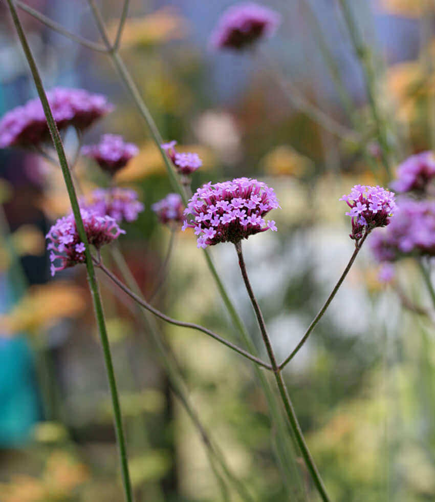Verbena bonariensis Annie's Annuals Annie's Annuals and Perennials