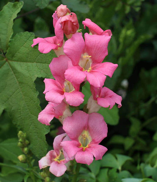 Antirrhinum majus - Chantilly Pink Annie's Annuals Annie's Annuals and Perennials