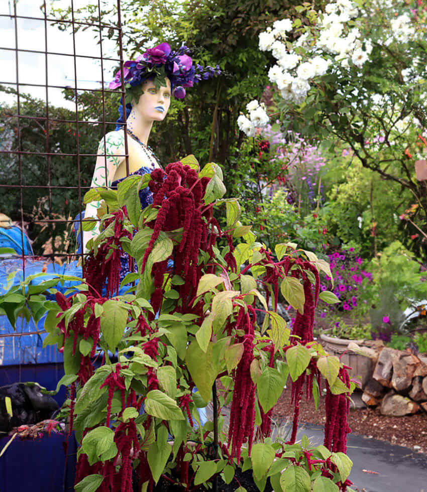 Amaranthus Caudatus Annie's Annuals Annie's Annuals and Perennials