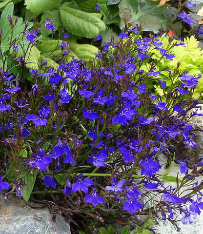 Lobelia Erinus - Monsoon Annie's Annuals Annie's Annuals and Perennials