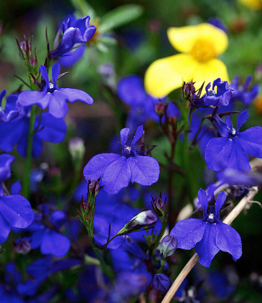 Lobelia Erinus - Monsoon Annie's Annuals Annie's Annuals and Perennials