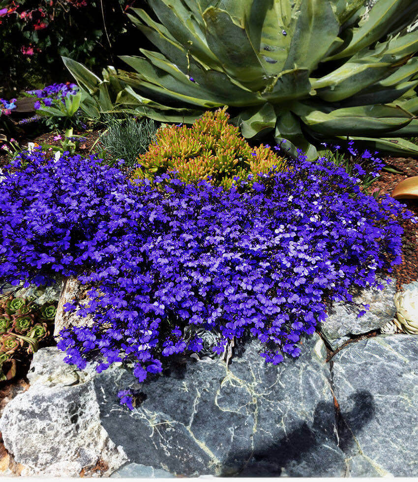 Lobelia Erinus - Monsoon Annie's Annuals Annie's Annuals and Perennials