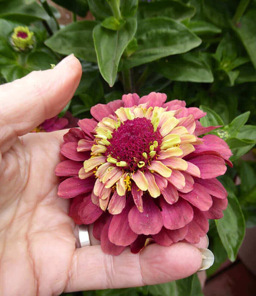 Zinnia - Queen Red Lime Annie's Annuals Annie's Annuals and Perennials