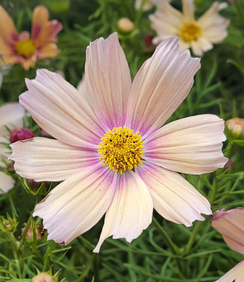 Cosmos bipinnatus 'Apricot Lemonade' | Apricot Cosmos