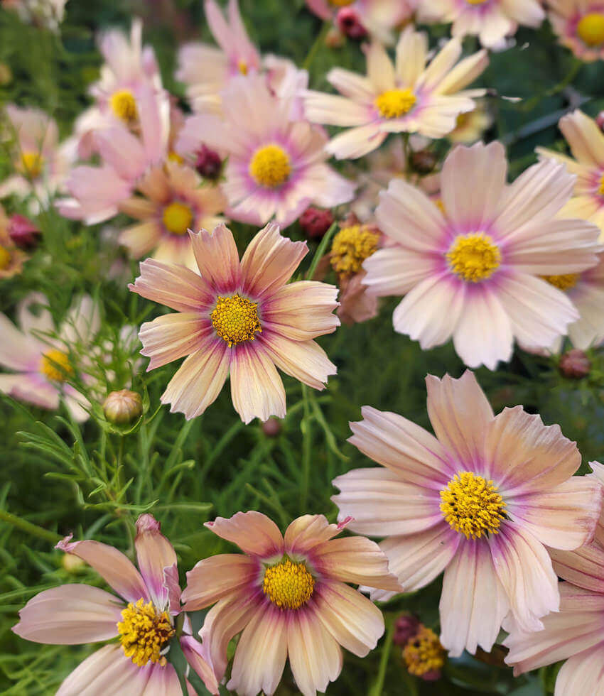 Cosmos bipinnatus - Apricot Lemonade Annie's Annuals Annie's Annuals and Perennials