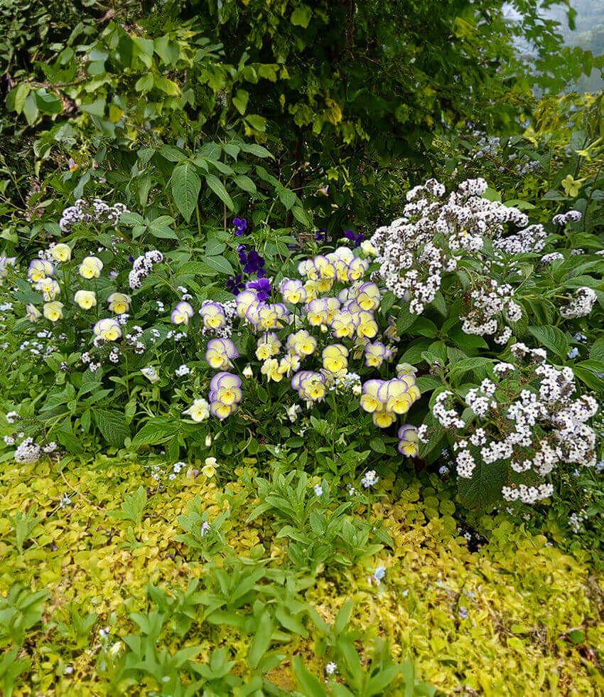 Viola - Etain Annie's Annuals Annie's Annuals and Perennials