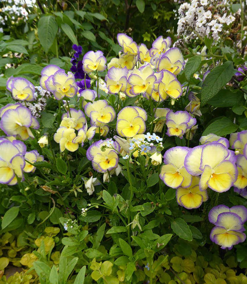 Viola - Etain Annie's Annuals Annie's Annuals and Perennials