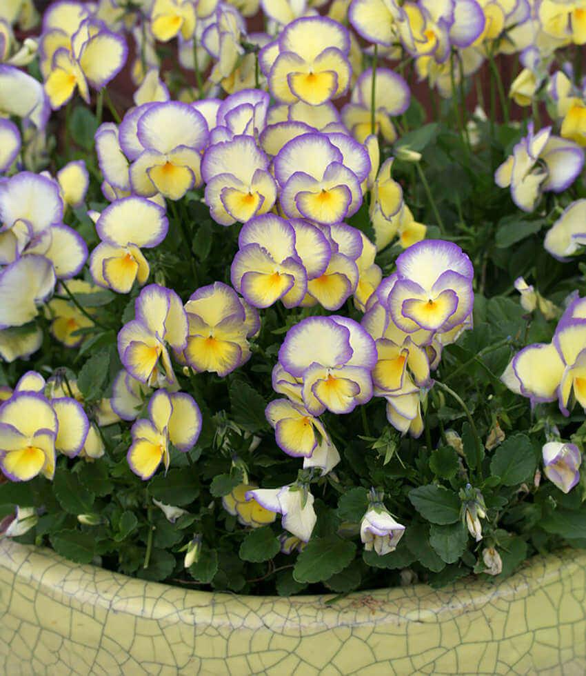 Viola - Etain Annie's Annuals Annie's Annuals and Perennials