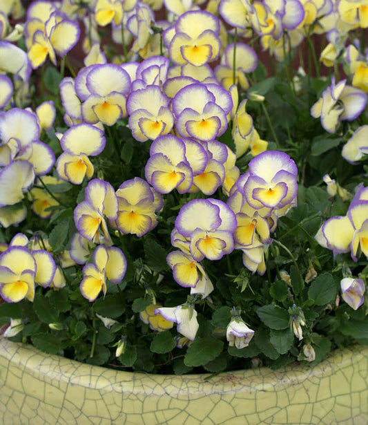 Viola - Etain Annie's Annuals Annie's Annuals and Perennials