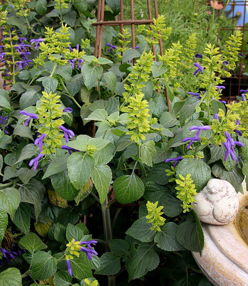 Salvia Mexicana - Limelight Annie's Annuals Annie's Annuals and Perennials