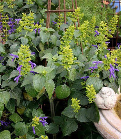 Salvia Mexicana - Limelight Annie's Annuals Annie's Annuals and Perennials