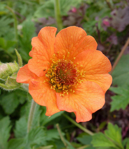 Geum coccineum - Totally Tangerine Annie's Annuals Annie's Annuals and Perennials