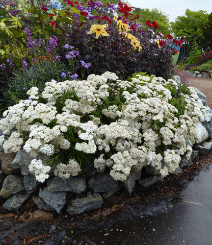 Achillea Millefolium - Sonoma Coast Annie's Annuals Annie's Annuals and Perennials