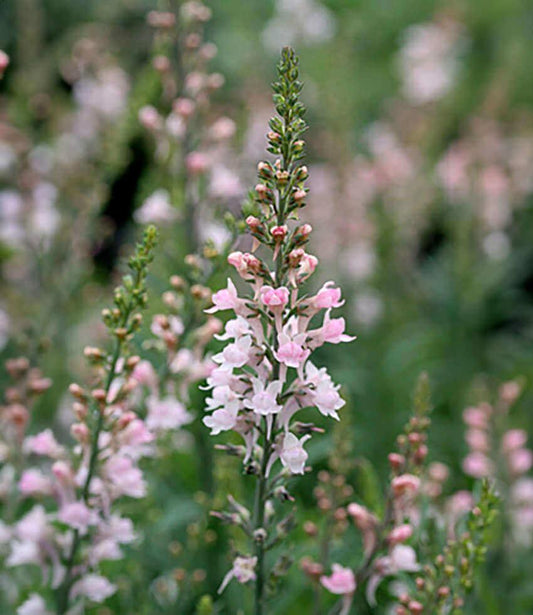 Linaria purpurea - Canon Went Annie's Annuals Annie's Annuals and Perennials