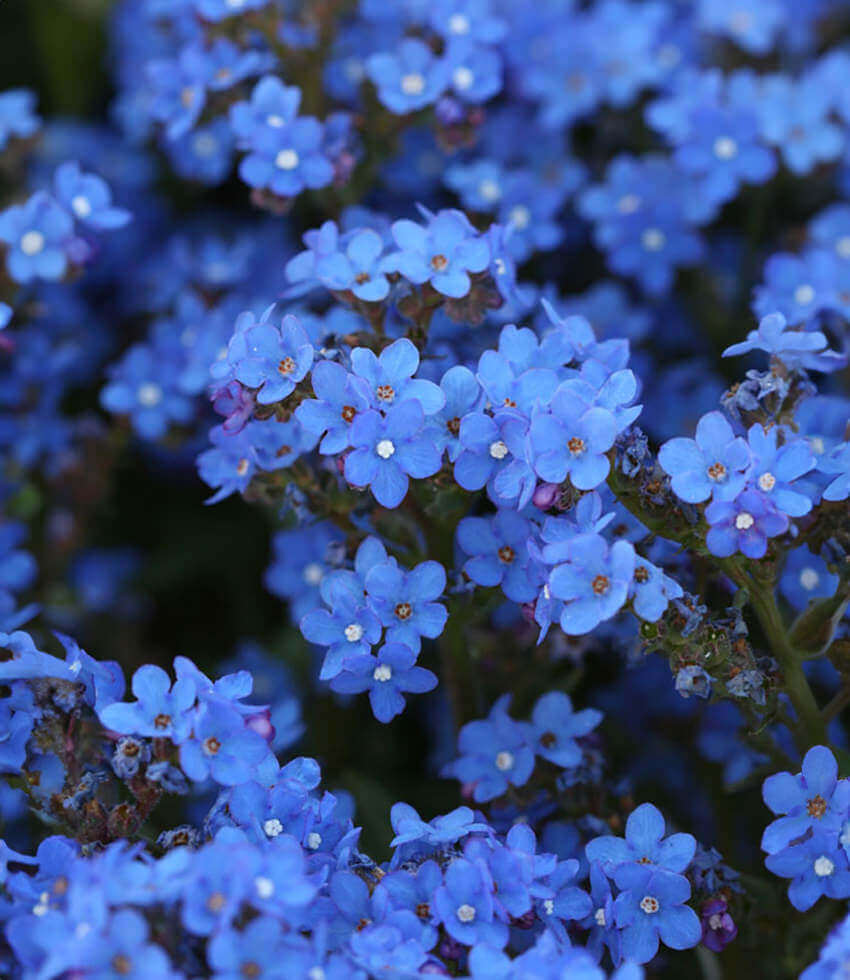 Anchusa capensis - Blue Angel Annie's Annuals Annie's Annuals and Perennials