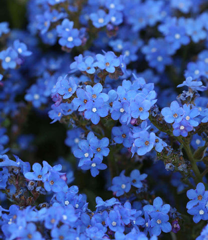 Anchusa capensis - Blue Angel Annie's Annuals Annie's Annuals and Perennials