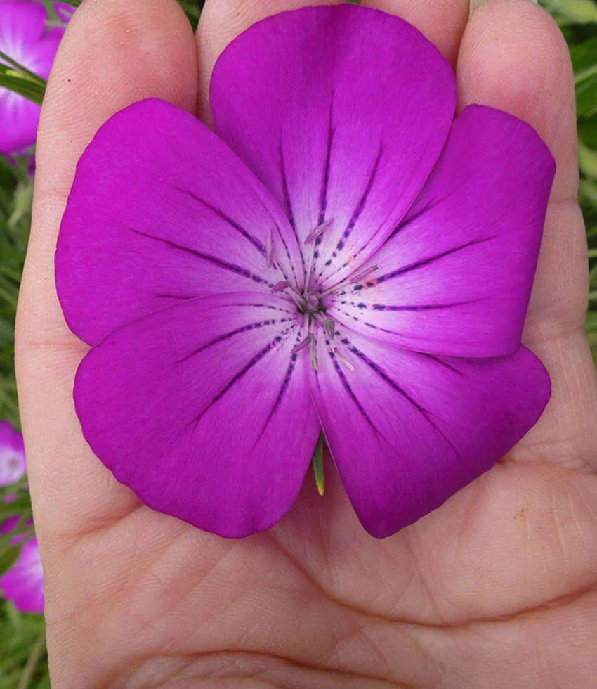 Agrostemma - Milas Annie's Annuals Annie's Annuals and Perennials