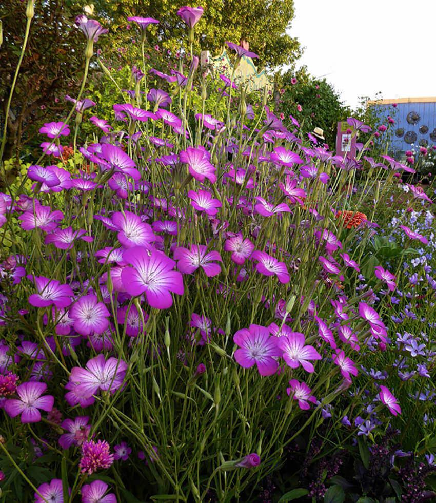 Agrostemma - Milas Annie's Annuals Annie's Annuals and Perennials