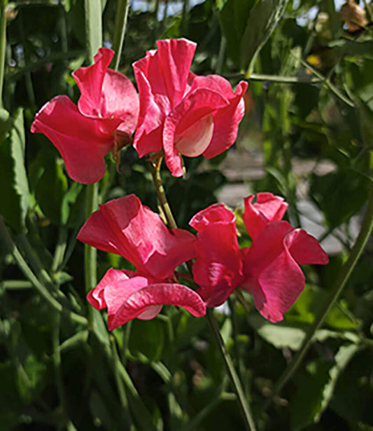 Lathyrus odoratus - Watermelon Annie's Annuals Annie's Annuals and Perennials