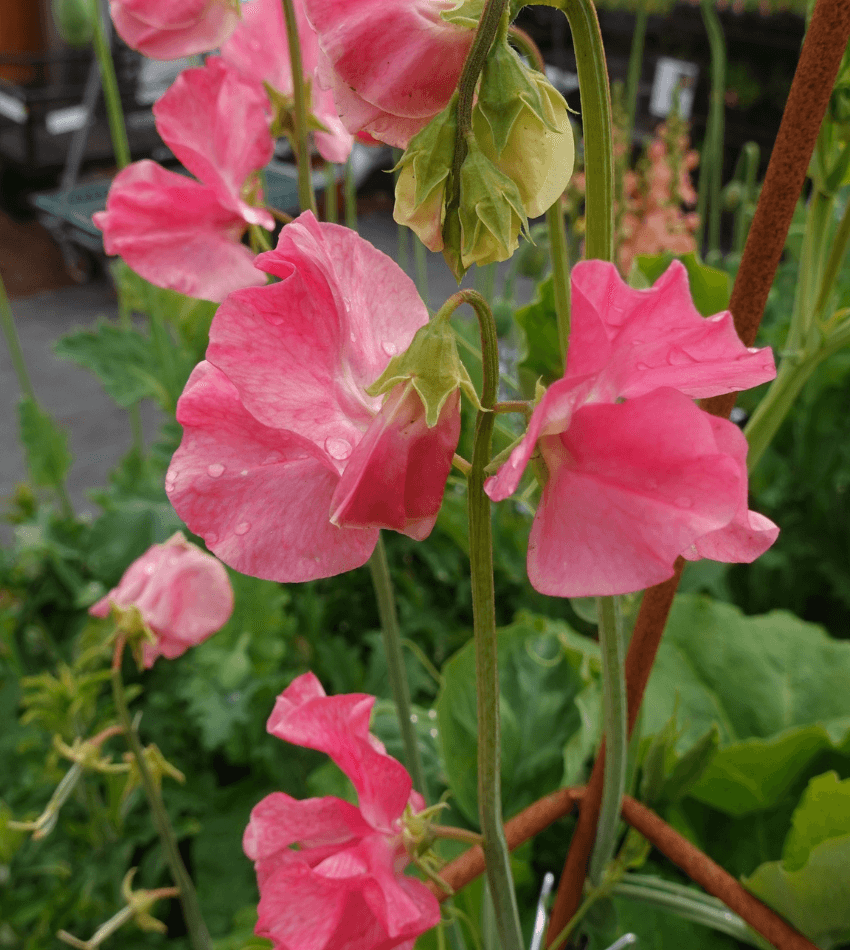 Lathyrus odoratus - Watermelon Annie's Annuals Annie's Annuals and Perennials