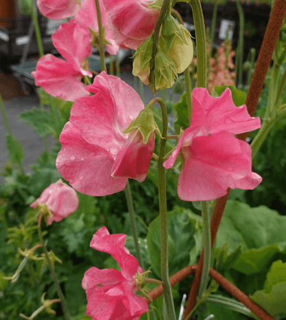 Lathyrus odoratus - Watermelon Annie's Annuals Annie's Annuals and Perennials