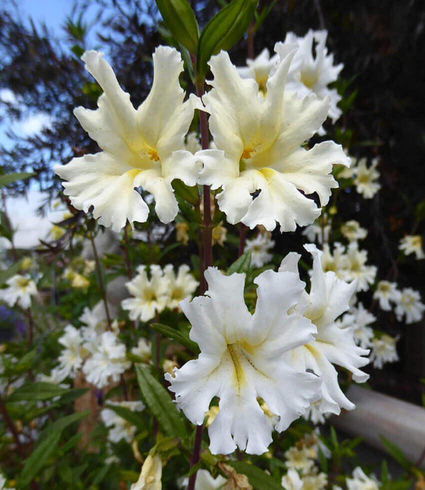 Mimulus Bifidus - White Annie's Annuals Annie's Annuals and Perennials