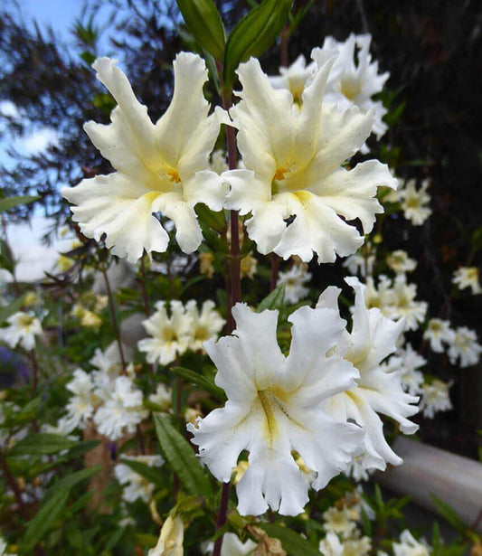Mimulus bifidus - White