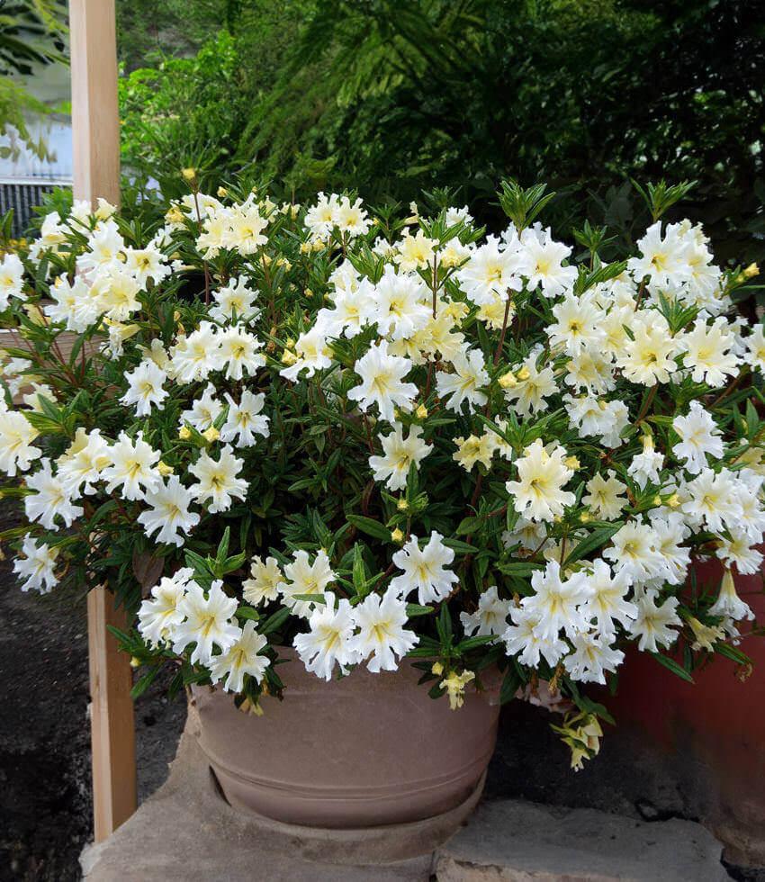 Mimulus Bifidus - White Annie's Annuals Annie's Annuals and Perennials
