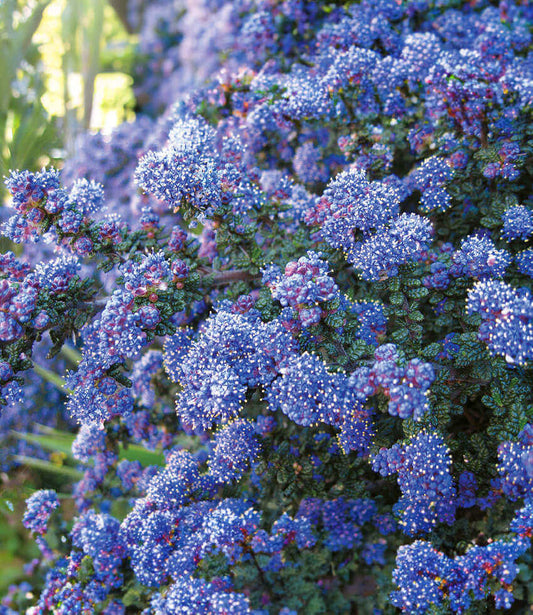 Ceanothus - Dark Star Annie's Annuals Annie's Annuals and Perennials