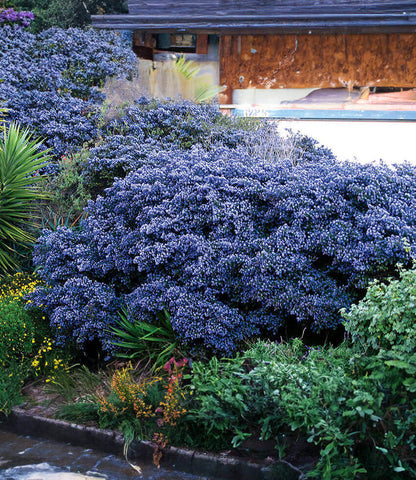 Ceanothus - Dark Star Annie's Annuals Annie's Annuals and Perennials