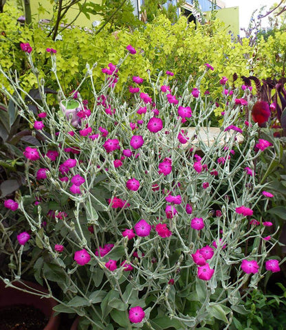 Lychnis Coronaria Annie's Annuals Annie's Annuals and Perennials