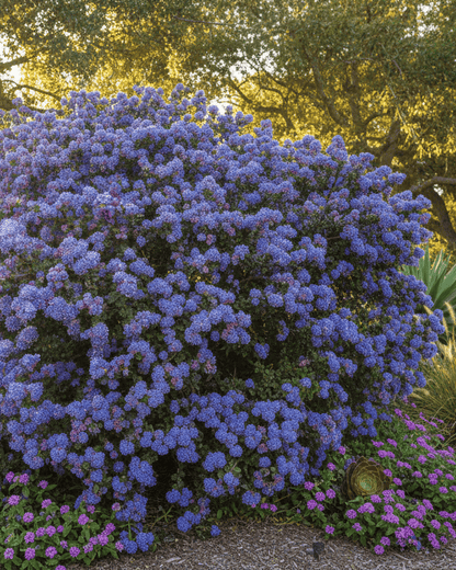 Ceanothus 'Dark Star' | California Lilac Shrub | Annie's Annuals Annie's Annuals Annie's Annuals and Perennials