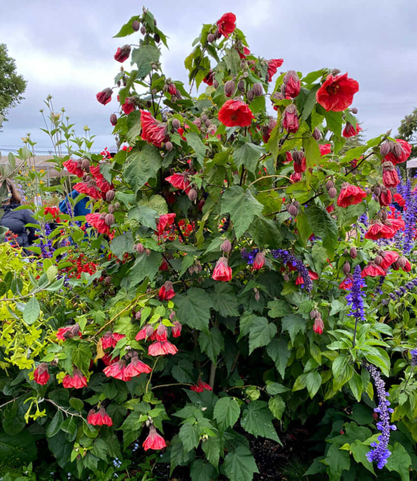 Abutilon - David's Red Annie's Annuals Annie's Annuals and Perennials