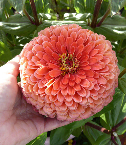 Zinnia elegans - Benarys Giant Salmon Rose Annie's Annuals Annie's Annuals and Perennials