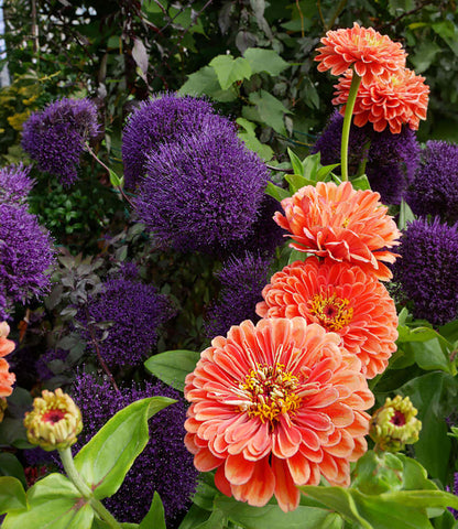 Zinnia elegans - Benarys Giant Salmon Rose Annie's Annuals Annie's Annuals and Perennials