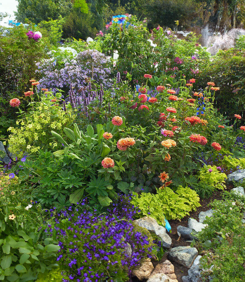 Zinnia elegans - Benarys Giant Salmon Rose Annie's Annuals Annie's Annuals and Perennials
