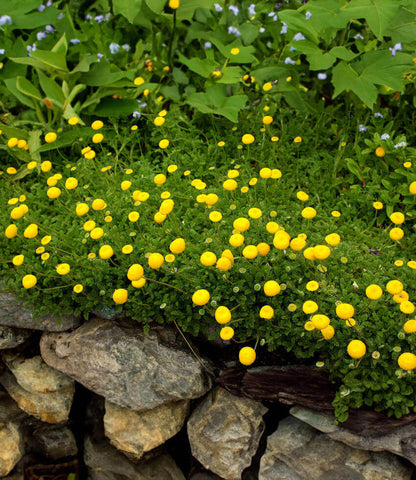 Cotula lineariloba - Big Yellow Moon Annie's Annuals Annie's Annuals and Perennials