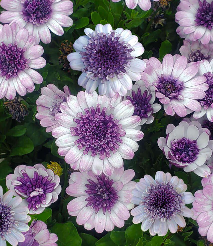 Osteospermum - 4D Violet Ice Annie's Annuals Annie's Annuals and Perennials