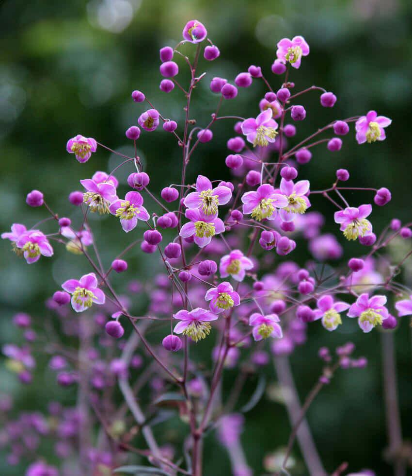 Thalictrum Rochebrunianum Annie's Annuals Annie's Annuals and Perennials