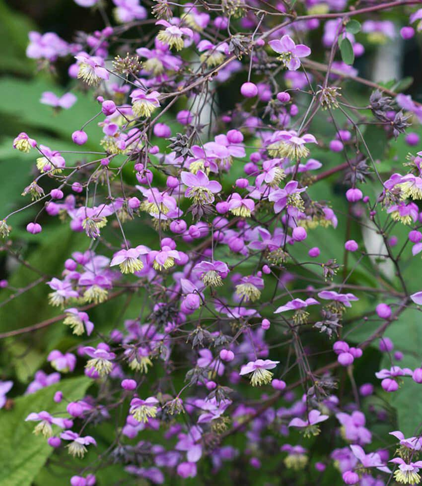 Thalictrum Rochebrunianum Annie's Annuals Annie's Annuals and Perennials