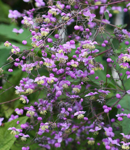 Thalictrum Rochebrunianum Annie's Annuals Annie's Annuals and Perennials