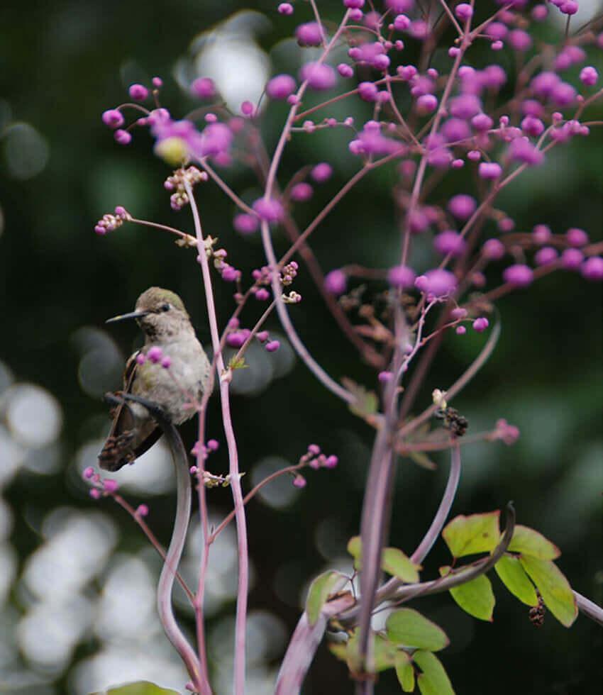 Thalictrum Rochebrunianum Annie's Annuals Annie's Annuals and Perennials