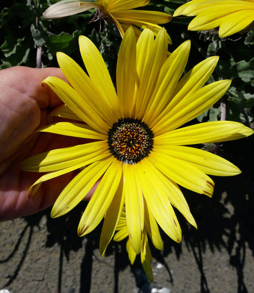 Arctotis - Large Marge Annie's Annuals Annie's Annuals and Perennials