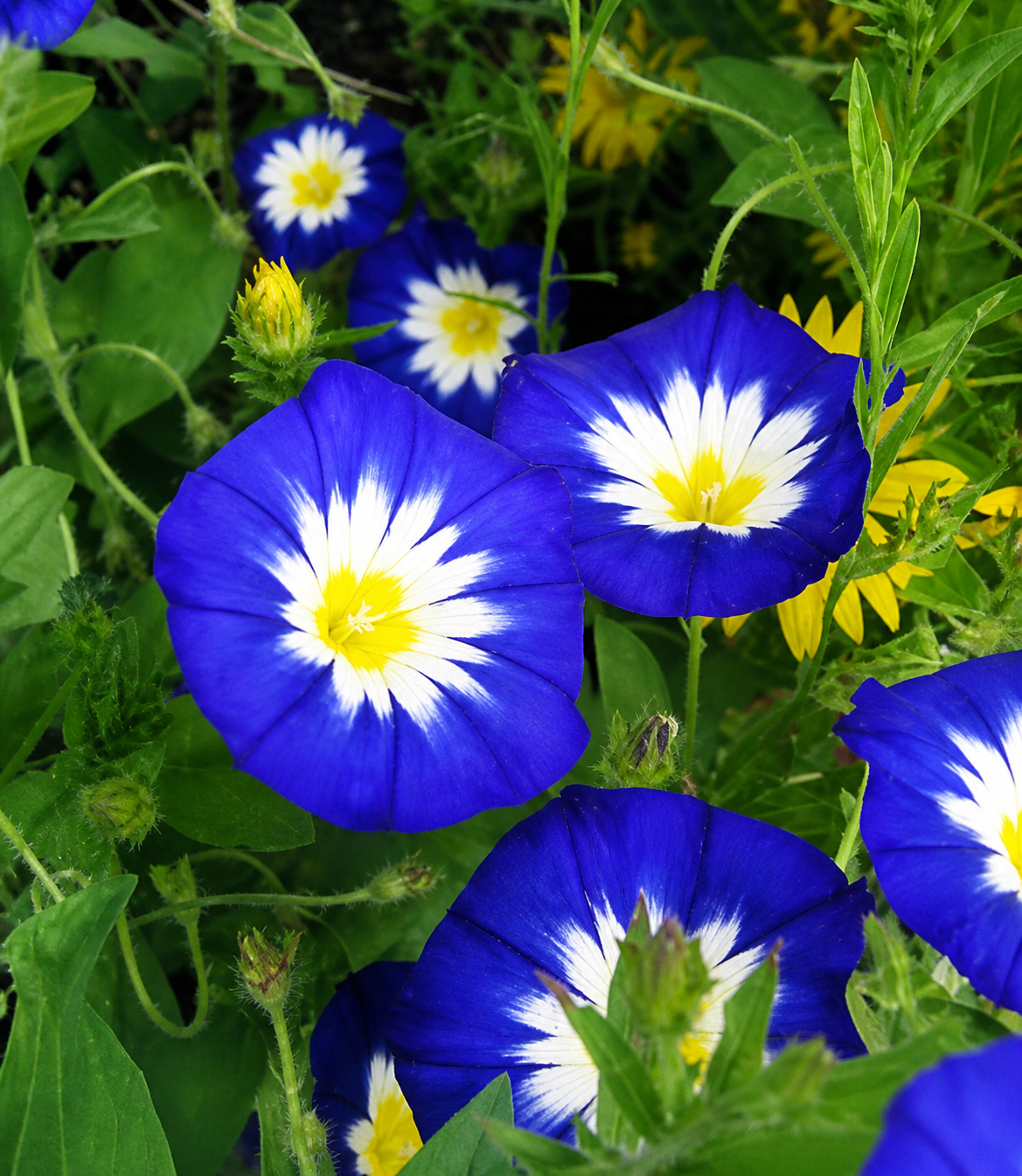 Convolvulus tricolor - Blue Ensign Annie's Annuals Annie's Annuals and Perennials