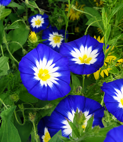 Convolvulus tricolor - Blue Ensign Annie's Annuals Annie's Annuals and Perennials