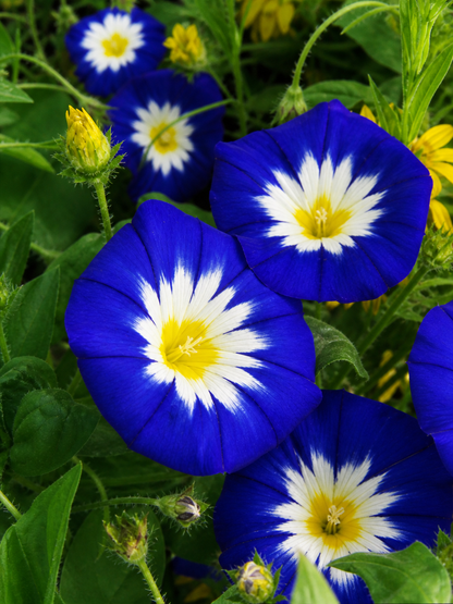 Convolvulus tricolor - Blue Ensign Annie's Annuals Annie's Annuals and Perennials