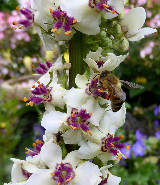 Verbascum Chaixii - Wedding Candles Annie's Annuals Annie's Annuals and Perennials