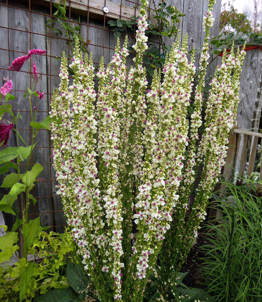 Verbascum Chaixii - Wedding Candles Annie's Annuals Annie's Annuals and Perennials