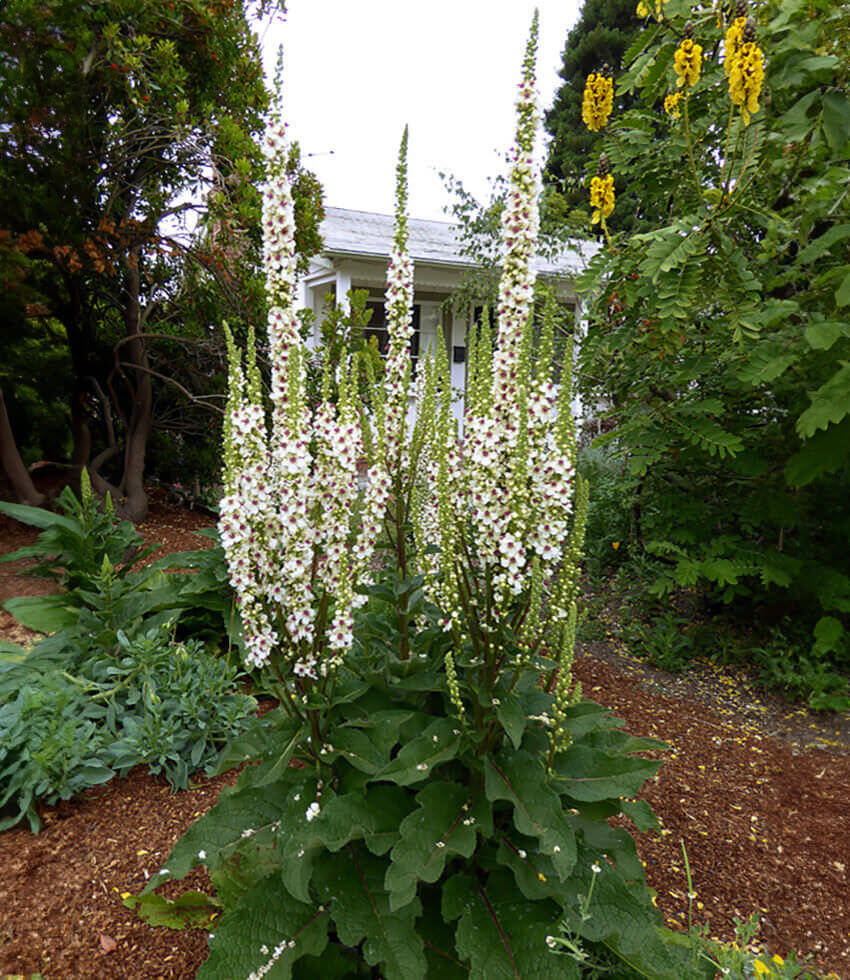 Verbascum Chaixii - Wedding Candles Annie's Annuals Annie's Annuals and Perennials